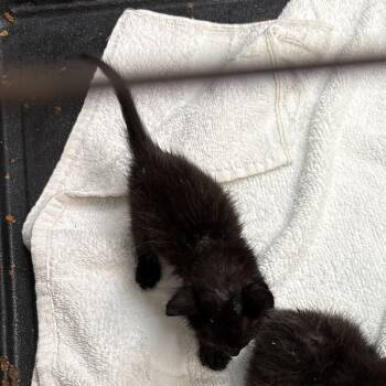 Skipper -  Domestic Short Hair Cat for Adoption in Corpus Christi, Texas - Skipper | PetCurious