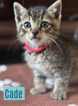 Domestic Short Hair Cats Available for Adoption - Cade | PetCurious