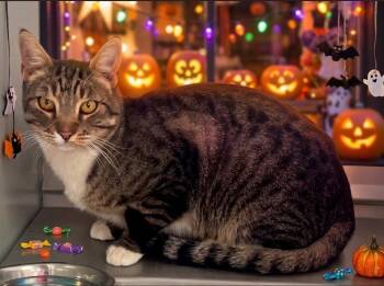 61851965 -  Domestic Short Hair Cat for Adoption in Elko, Nevada - 61851965 | PetCurious