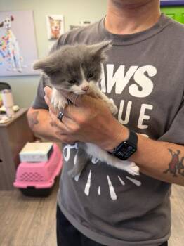 Domestic Short Hair Cats Available for Adoption in St. George, Utah - Wasabi | PetCurious