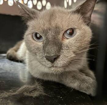 Mist -  Domestic Short Hair Cat for Adoption in Cincinnati, Ohio - Mist | PetCurious
