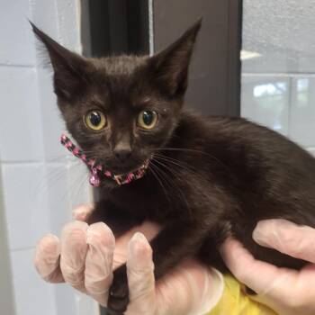 Nyx -  Domestic Short Hair Cat for Adoption in Martinsville, Virginia - Nyx | PetCurious
