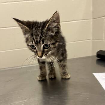 Johnny -  Domestic Short Hair Cat for Adoption in Bristol, Indiana - Johnny | PetCurious