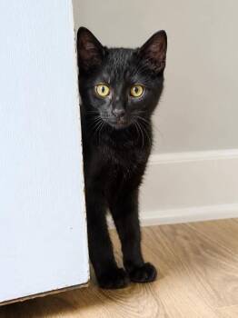 Rhodey - MEET ME @ PETCO 7/11! -  Domestic Short Hair Cat for Adoption in Algood, Tennessee - Rhodey - MEET ME @ PETCO 7/11! | PetCurious
