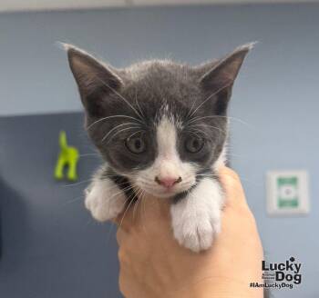 Taz -  Domestic Short Hair Cat for Adoption in Washington, District Of Columbia - Taz | PetCurious