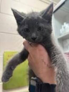 Ed Harken -  Domestic Short Hair Cat for Adoption in Manitowoc, Wisconsin - Ed Harken | PetCurious