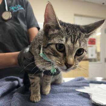 Dorthea -  Domestic Short Hair Cat for Adoption in Lakeland, Florida - Dorthea | PetCurious