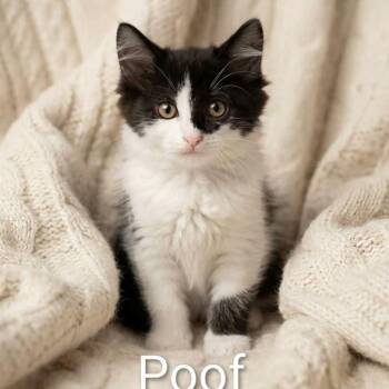 Poof -  Domestic Medium Hair Cat for Adoption in Wyandotte, Michigan - Poof | PetCurious