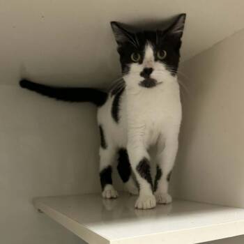 Domestic Short Hair Cats Available for Adoption - Boots | PetCurious