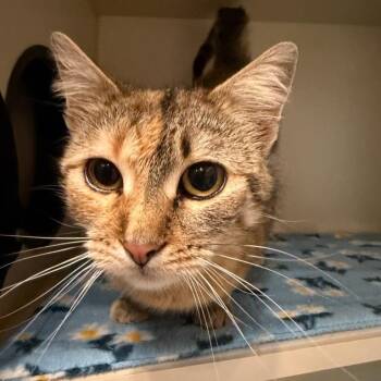 Domestic Short Hair Cats Available for Adoption in Green Bay, Wisconsin - Zara | PetCurious