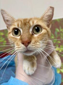 Domestic Short Hair Cats Available for Adoption in San Antonio, Texas - Sunshine | PetCurious