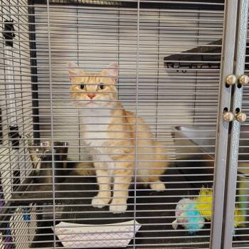 Persimmon -  Domestic Medium Hair Cat for Adoption in Osawatomie, Kansas - Persimmon | PetCurious
