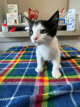Jim -  Domestic Short Hair Cat for Adoption in Marion, Ohio - Jim | PetCurious
