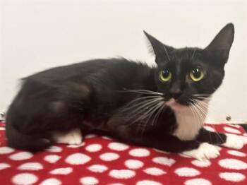 ZELDA -  Japanese Bobtail and Domestic Short Hair Cat for Adoption in Sacramento, California - ZELDA | PetCurious