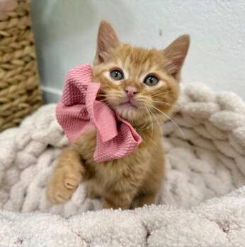 Tabby and Domestic Short Hair Cats Available for Adoption in Friendswood, Texas - Ginger Honey | PetCurious