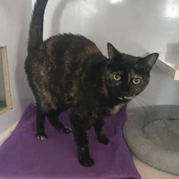 Lydia -  Domestic Short Hair Cat for Adoption in Prescott, Arizona - Lydia | PetCurious