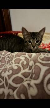 Peanut 3739 -  Domestic Short Hair Cat for Adoption in Dallas, Texas - Peanut 3739 | PetCurious