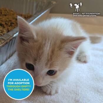 Wotan -  Domestic Short Hair Cat for Adoption in Chicago, Illinois - Wotan | PetCurious