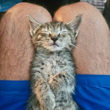 Bella -  Domestic Short Hair Cat for Adoption in Herndon, Virginia - Bella | PetCurious
