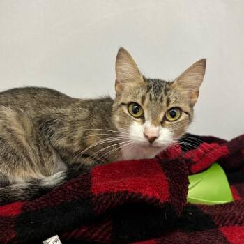 rootie -  Domestic Short Hair Cat for Adoption in Franklin, North Carolina - Rootie | PetCurious