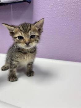 Domestic Short Hair Cats Available for Adoption in El Paso, Texas - Zygo | PetCurious