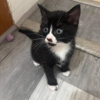 Giana -  Domestic Short Hair Cat for Adoption - Giana | PetCurious