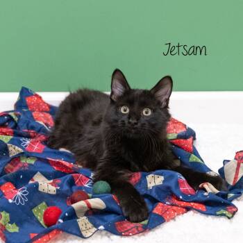 Rescue Domestic Short Hair Cats for Adoption in Pekin, Illinois - Jetsam | PetCurious