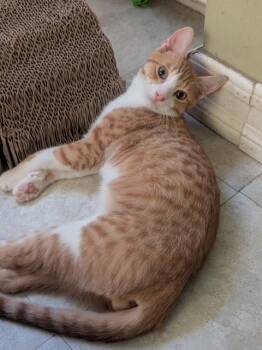 Plum (male) -  Tabby Cat for Adoption - Plum (male) | PetCurious