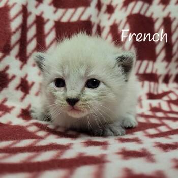 French -  Siamese Cat for Adoption in Parkersburg, West Virginia - French | PetCurious