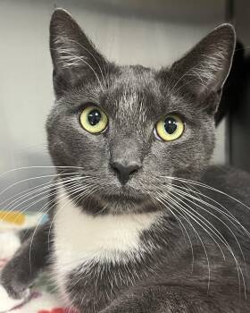 Joe -  Domestic Short Hair Cat for Adoption in Johnston, Rhode Island - Joe | PetCurious