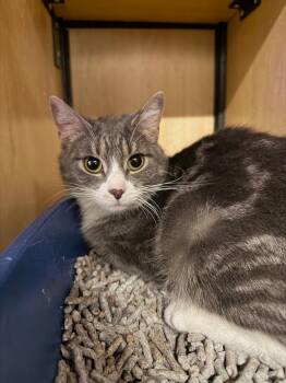 Domestic Short Hair Cats Available for Adoption - Anna | PetCurious