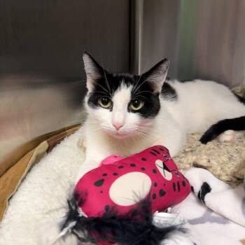 Domestic Short Hair Cats Available for Adoption in Waynesville, North Carolina - Steve Buscemi
