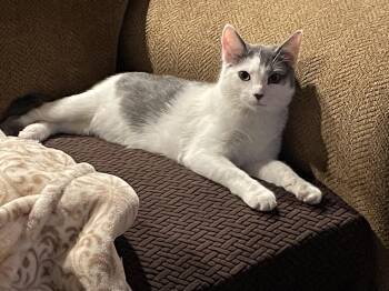 Rescue Domestic Short Hair Cats for Adoption in Pompton Lakes, New Jersey - Bailey | PetCurious