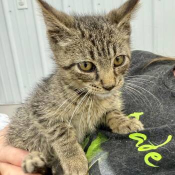 Shirkey -  Domestic Short Hair Cat for Adoption in Richmond, Missouri - Shirkey | PetCurious