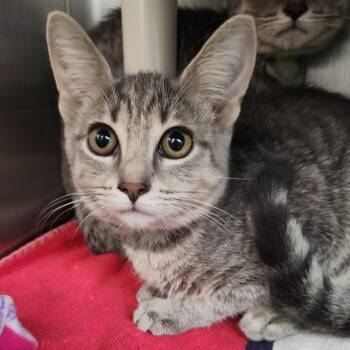 Hotspot -  Domestic Short Hair Cat for Adoption in Fort Wayne, Indiana - Hotspot | PetCurious