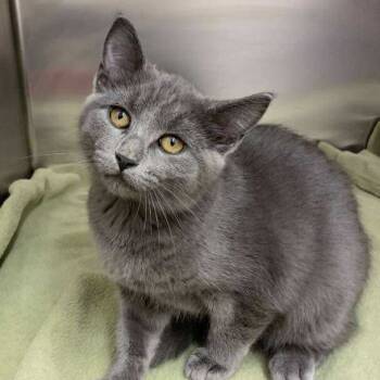 Rescue Domestic Short Hair Cats for Adoption in Elbow Lake, Minnesota - Paprika | PetCurious