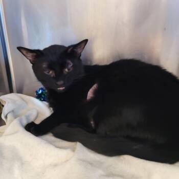 Sandy -  Domestic Short Hair Cat for Adoption in Murray, Utah - Sandy | PetCurious