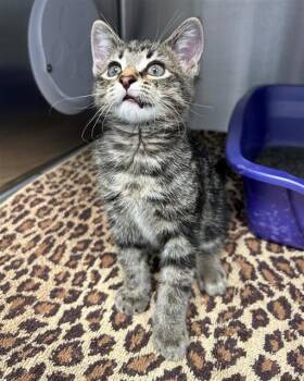 POCKET -  Domestic Short Hair Cat for Adoption in Geneva, Illinois - POCKET | PetCurious