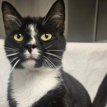 Valvoline -  Domestic Short Hair Cat Available for Adoption in Hendersonville, North Carolina - Valvoline | PetCurious