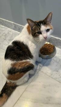 Mini -  Domestic Short Hair and Calico Cat for Adoption in Homer Glen, Illinois - Mini | PetCurious