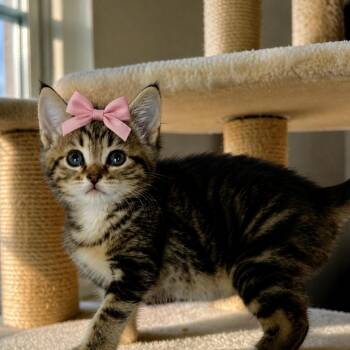 Biscuit -  Domestic Short Hair Cat for Adoption - Biscuit | PetCurious