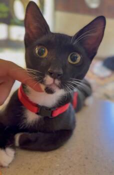 DANTE - loves the good life -  Tuxedo and Ragdoll Cat for Adoption - DANTE - Loves The Good Life | PetCurious