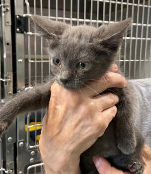 Clouds - At shelter -  Domestic Short Hair Cat for Adoption in Rustburg, Virginia - Clouds - At Shelter | PetCurious
