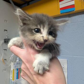 Purrty Lady -  Domestic Medium Hair Cat for Adoption in Dekalb, Illinois - Purrty Lady | PetCurious