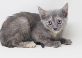 Justice will make u jump for joy - EXTRA TOES TOO - CAN GO SOLO  -  Extra Toes Cat Hemingway Polydactyl and Dilute Tortoiseshell Cat for Adoption in Bedford Hills, New York - Justice Will Make U Jump For Joy - EXTRA TOES TOO - CAN GO SOLO  | PetCurious