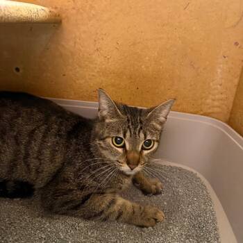 Domestic Short Hair Cats Available for Adoption in Escondido, California - Isabella | PetCurious