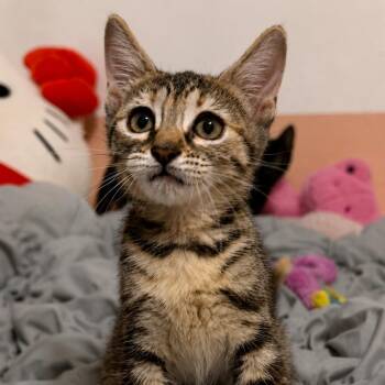 Rosie and Ranger -  Torbie Cat for Adoption - Rosie And Ranger | PetCurious