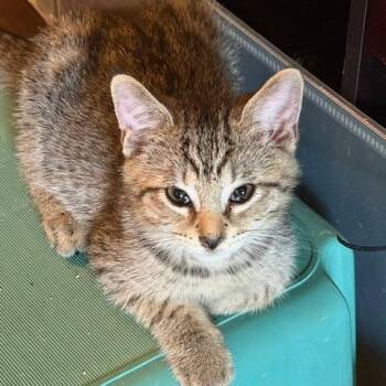 Apache (adopt with Indie) -  Domestic Short Hair Cat for Adoption in Fayetteville, Georgia - Apache (adopt With Indie) | PetCurious