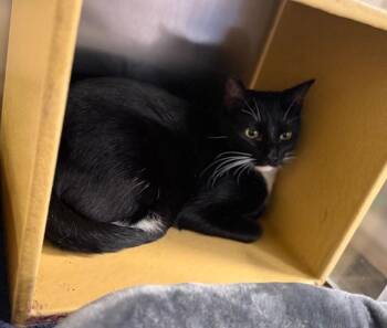 Domestic Short Hair Cats Available for Adoption in Las Vegas, Nevada - Lolly | PetCurious