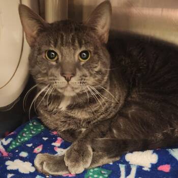 Domestic Short Hair Cats Available for Adoption in Murray, Utah - Ash | PetCurious